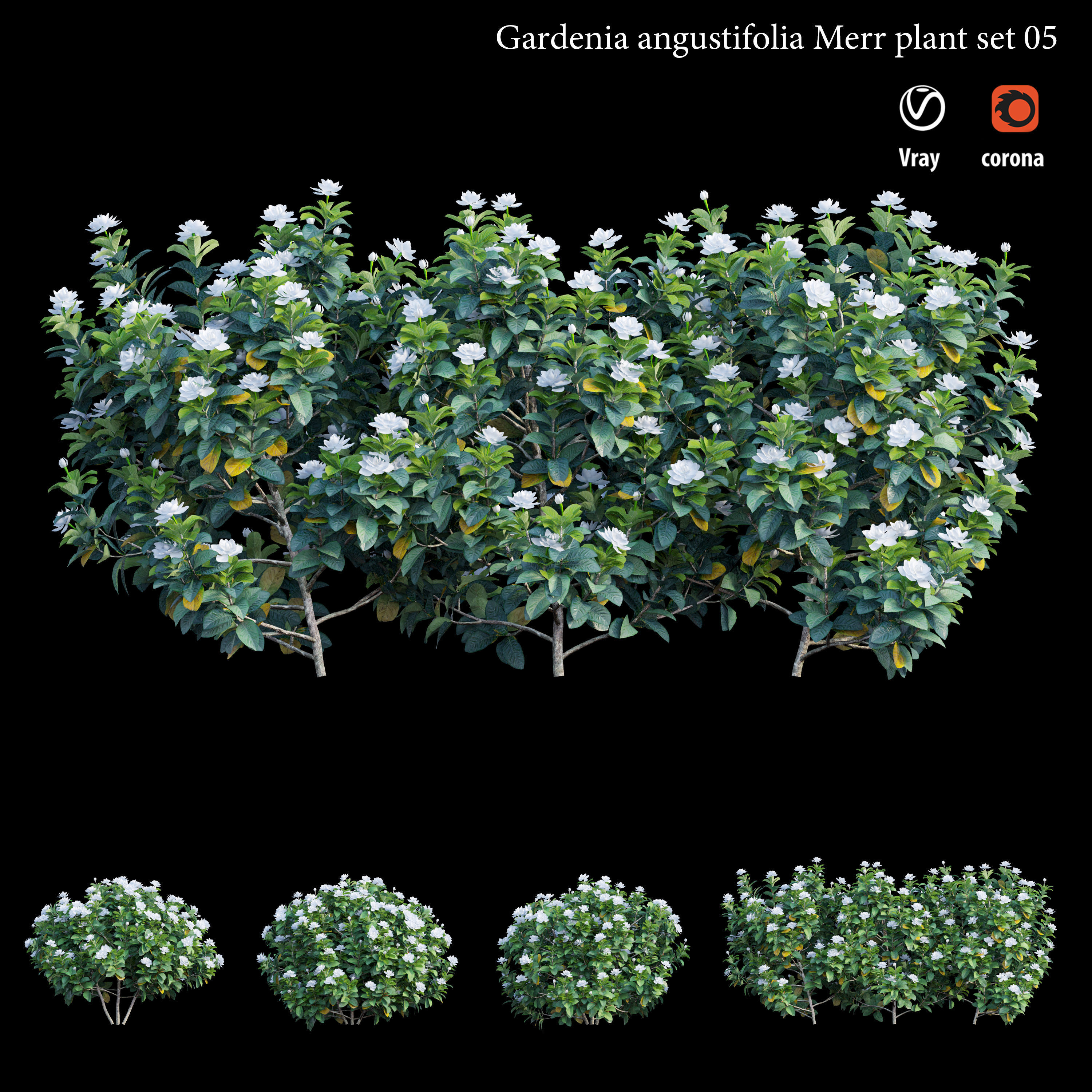 Gardenia angustifolia merr Plant set 05 3D model_3
