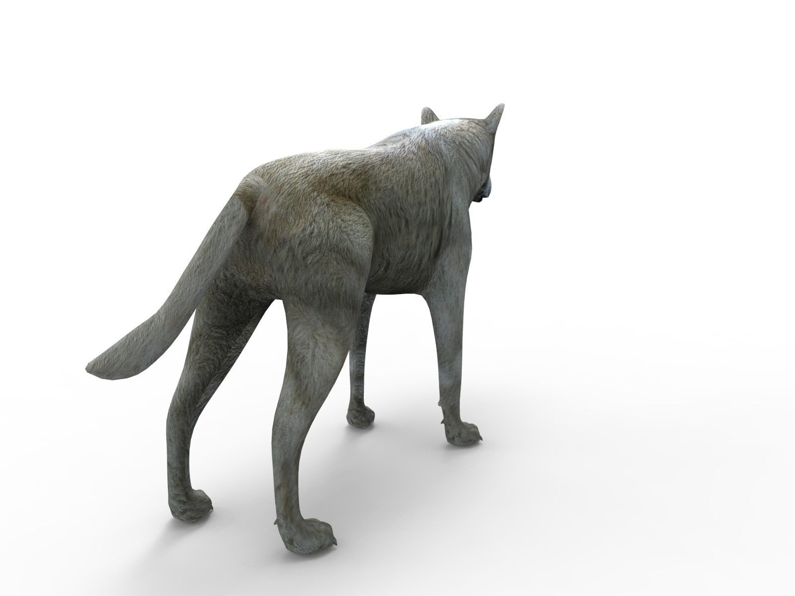 3d White Wolf rigged and animated  Low-poly 3D model_4