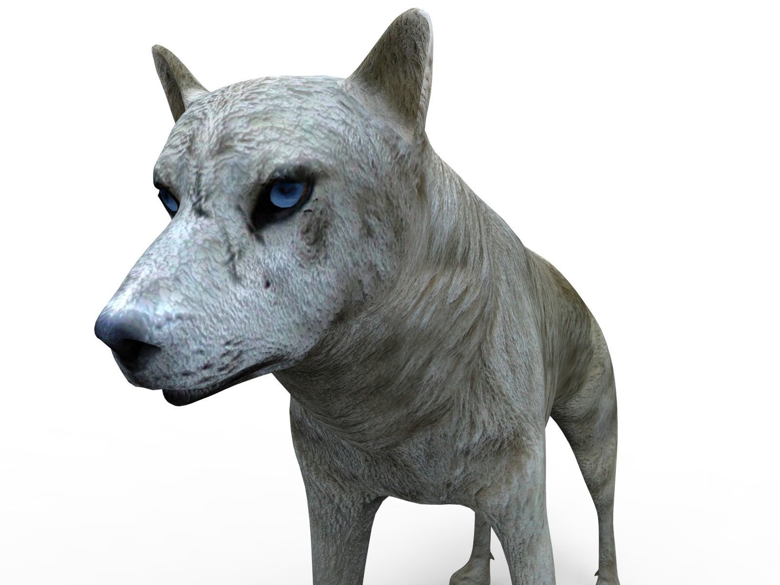 3d White Wolf rigged and animated  Low-poly 3D model_12
