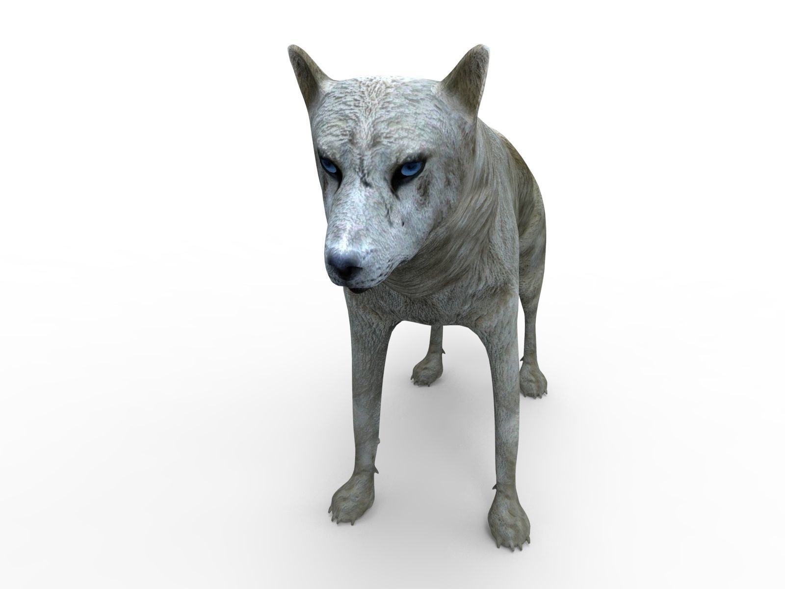 3d White Wolf rigged and animated  Low-poly 3D model_14