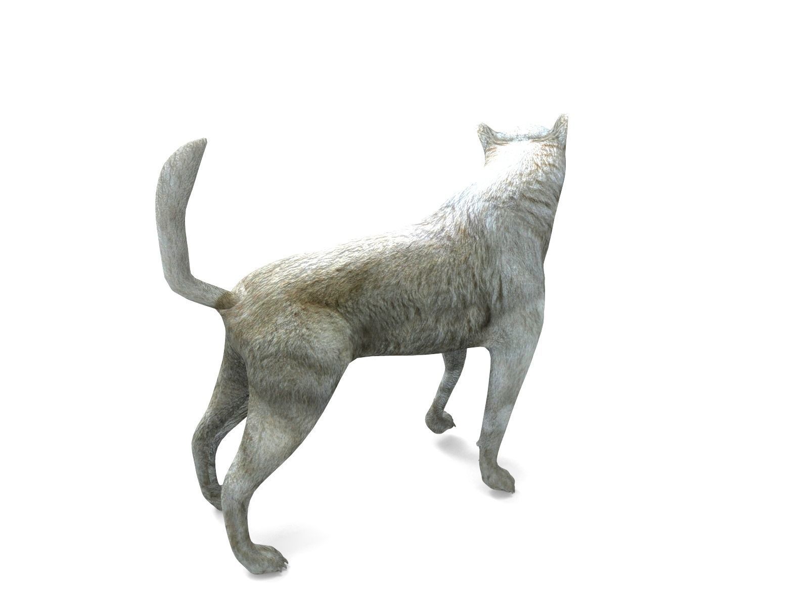 3d White Wolf rigged and animated  Low-poly 3D model_16