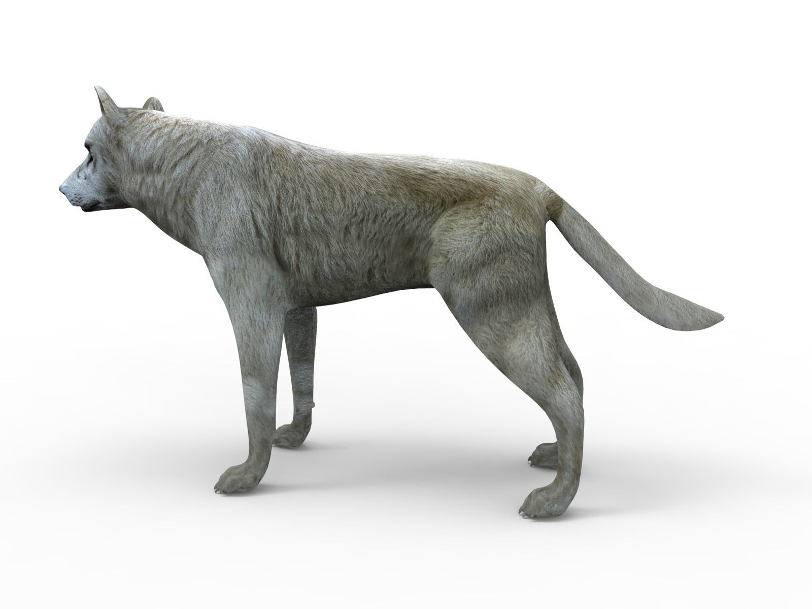 3d White Wolf rigged and animated  Low-poly 3D model_7