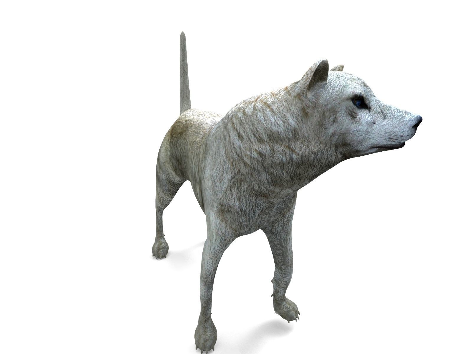 3d White Wolf rigged and animated  Low-poly 3D model_19