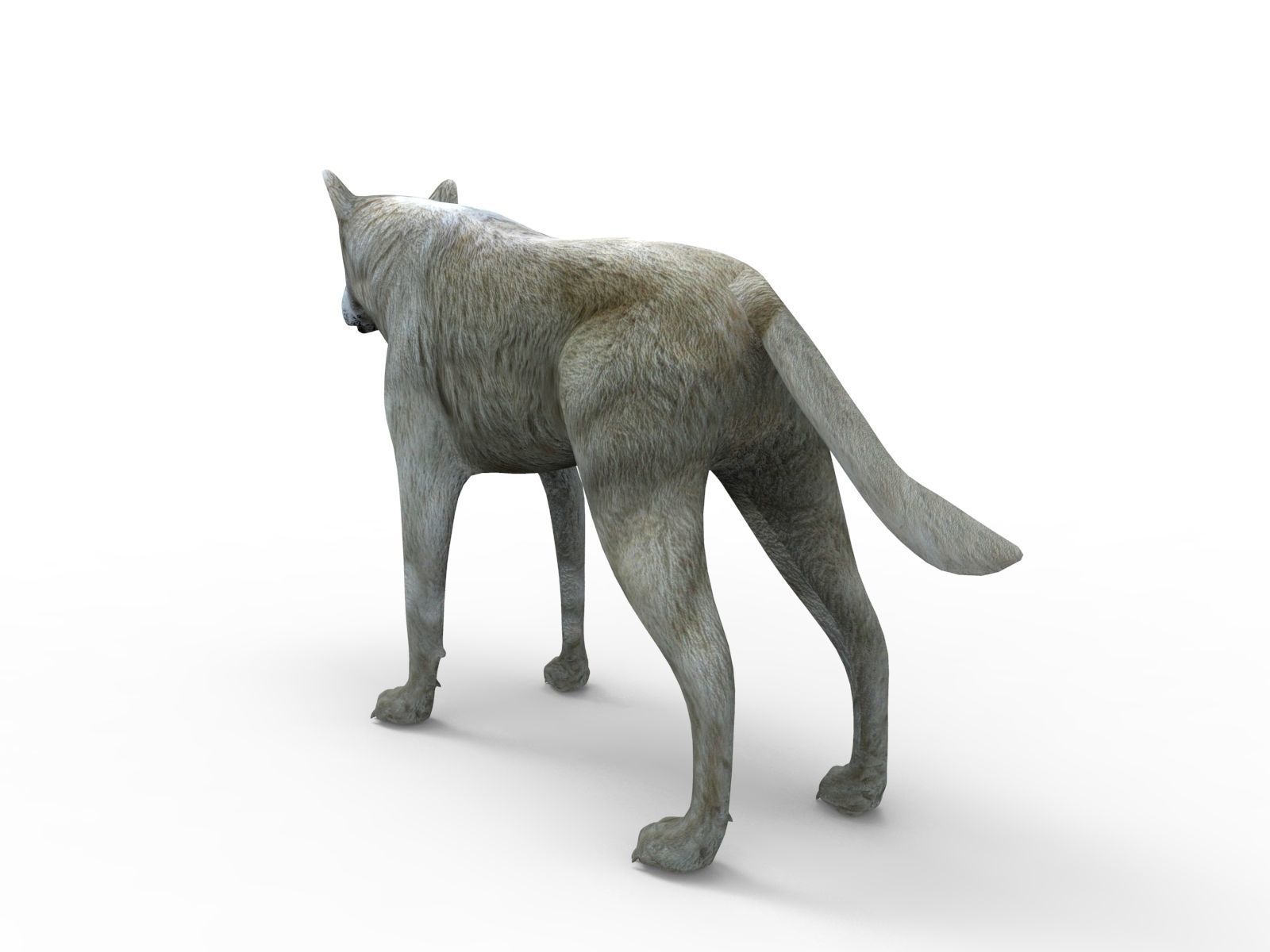 3d White Wolf rigged and animated  Low-poly 3D model_6