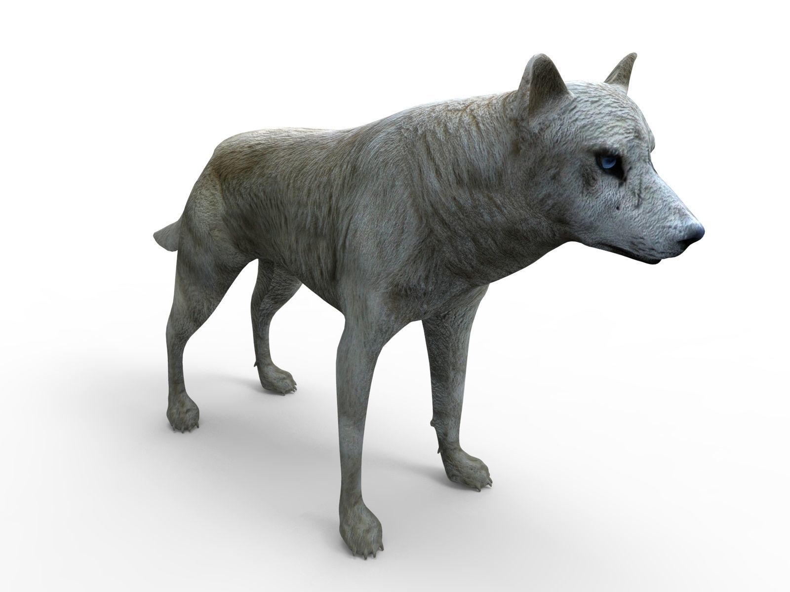 3d White Wolf rigged and animated  Low-poly 3D model_2