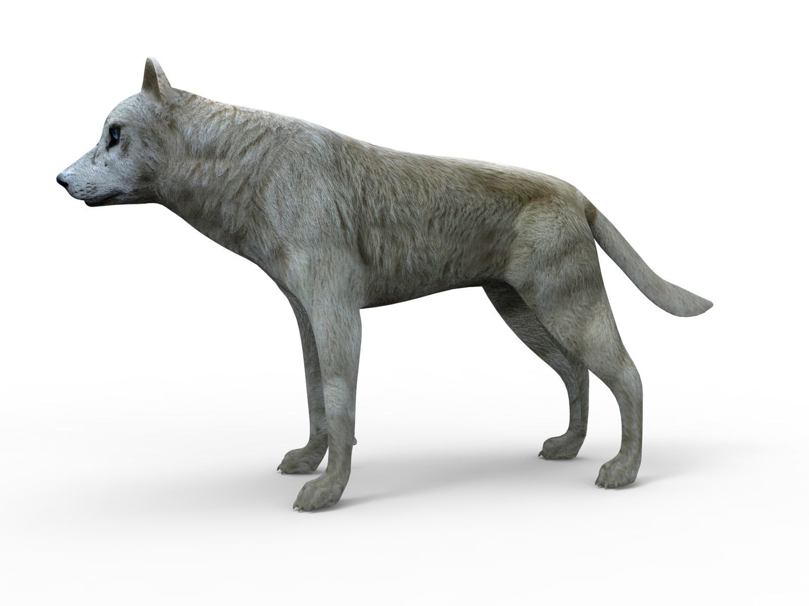 3d White Wolf rigged and animated  Low-poly 3D model_10