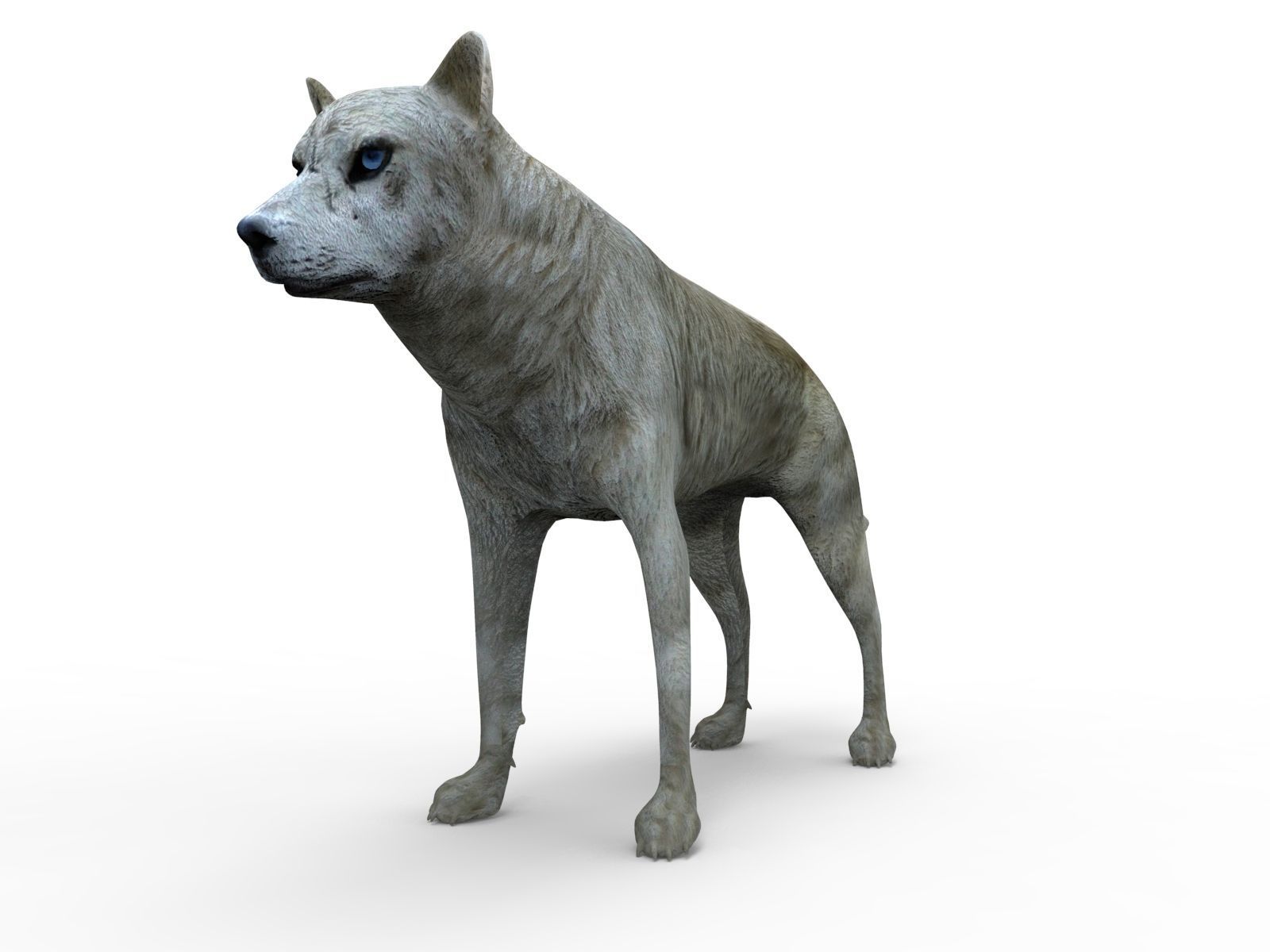 3d White Wolf rigged and animated  Low-poly 3D model_11