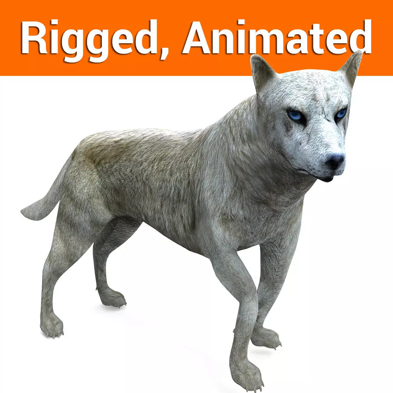 3d White Wolf rigged and animated  Low-poly 3D model_0