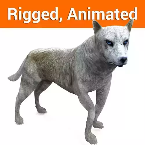 3d White Wolf rigged and animated 