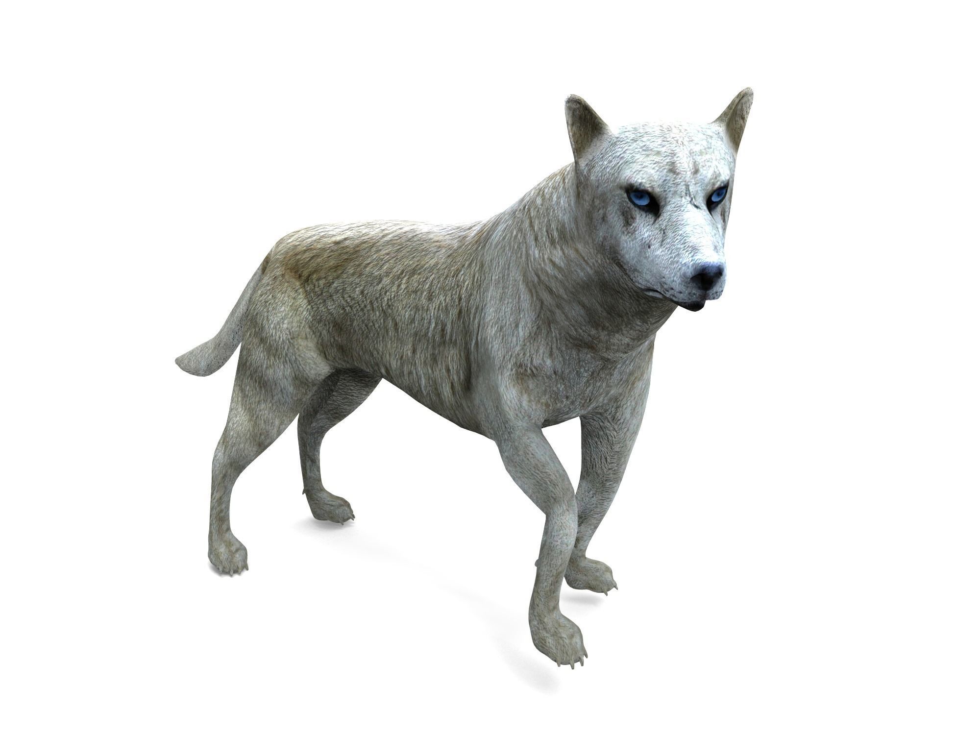 3d White Wolf rigged and animated  Low-poly 3D model_18