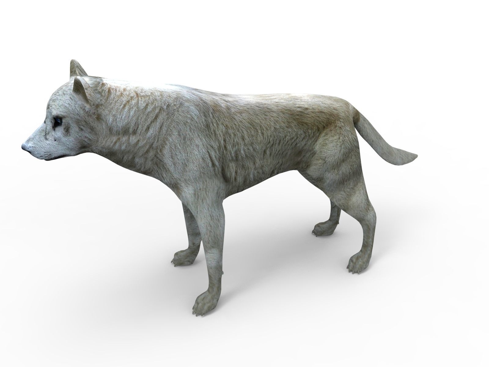 3d White Wolf rigged and animated  Low-poly 3D model_9