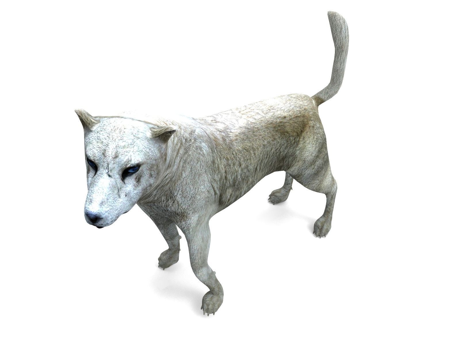 3d White Wolf rigged and animated  Low-poly 3D model_15
