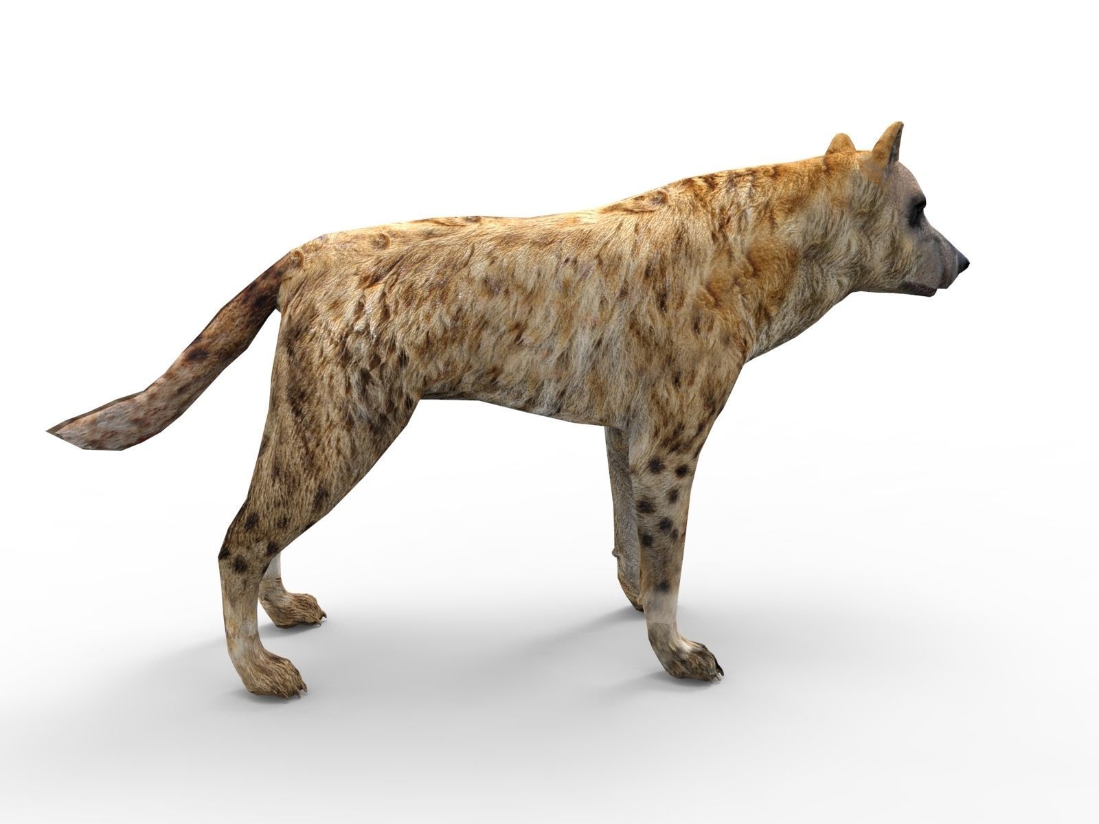 3D hyena rigged animated game ready Low-poly 3D model_7
