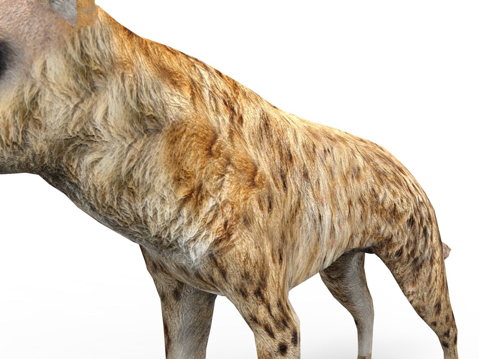 3D hyena rigged animated game ready Low-poly 3D model_11