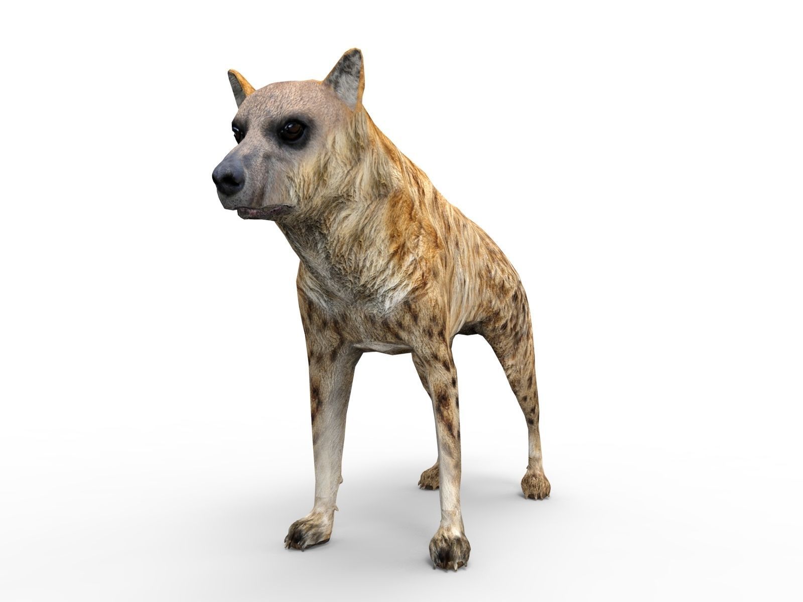 3D hyena rigged animated game ready Low-poly 3D model_10