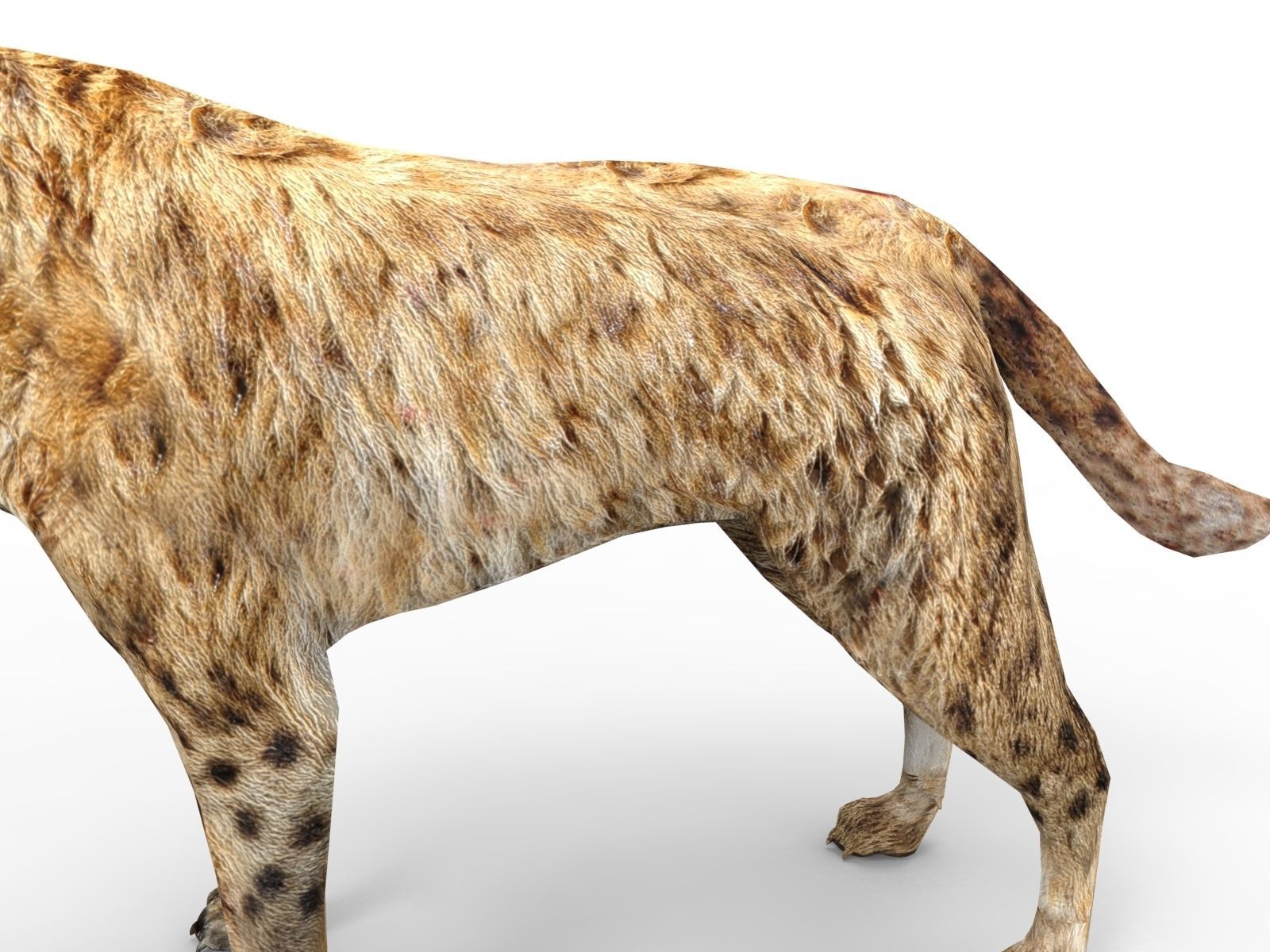3D hyena rigged animated game ready Low-poly 3D model_12