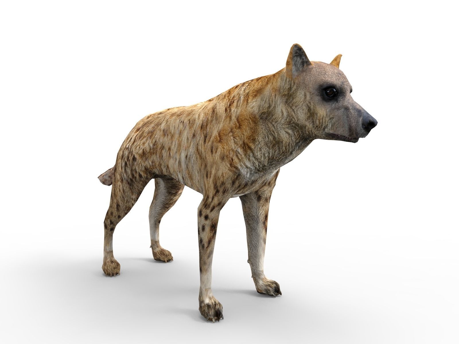 3D hyena rigged animated game ready Low-poly 3D model_8
