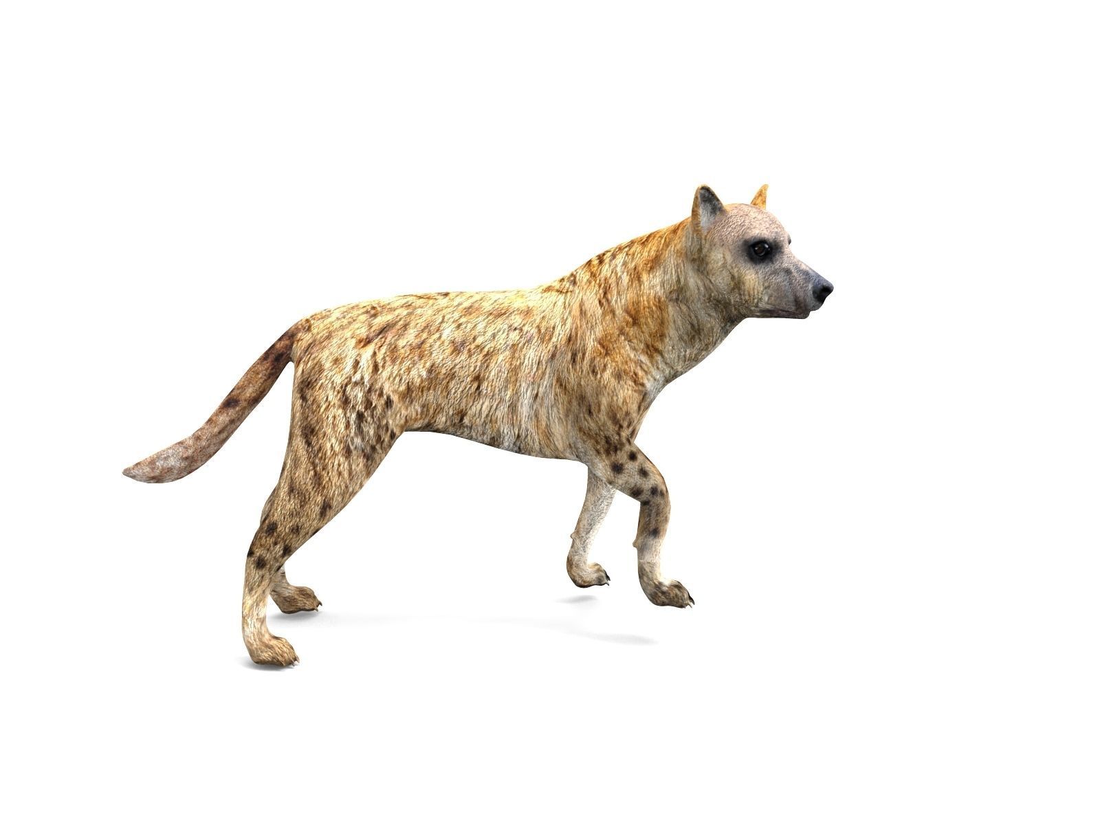 3D hyena rigged animated game ready Low-poly 3D model_14