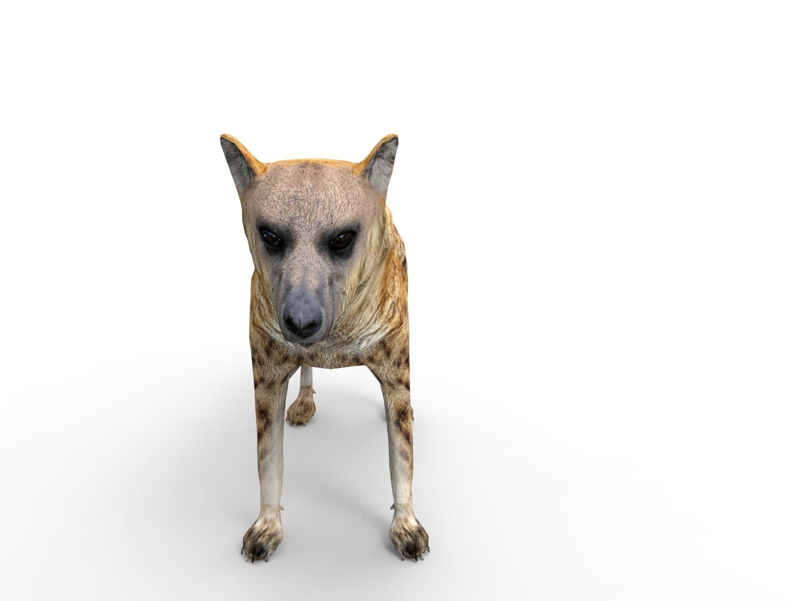3D hyena rigged animated game ready Low-poly 3D model_9