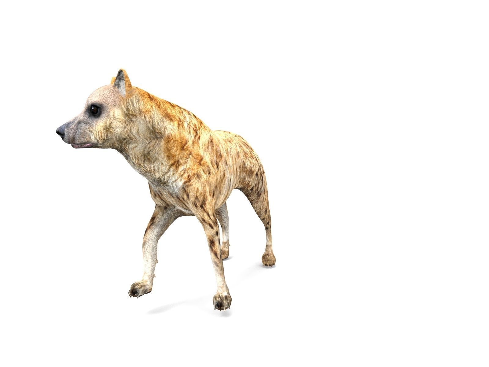 3D hyena rigged animated game ready Low-poly 3D model_15