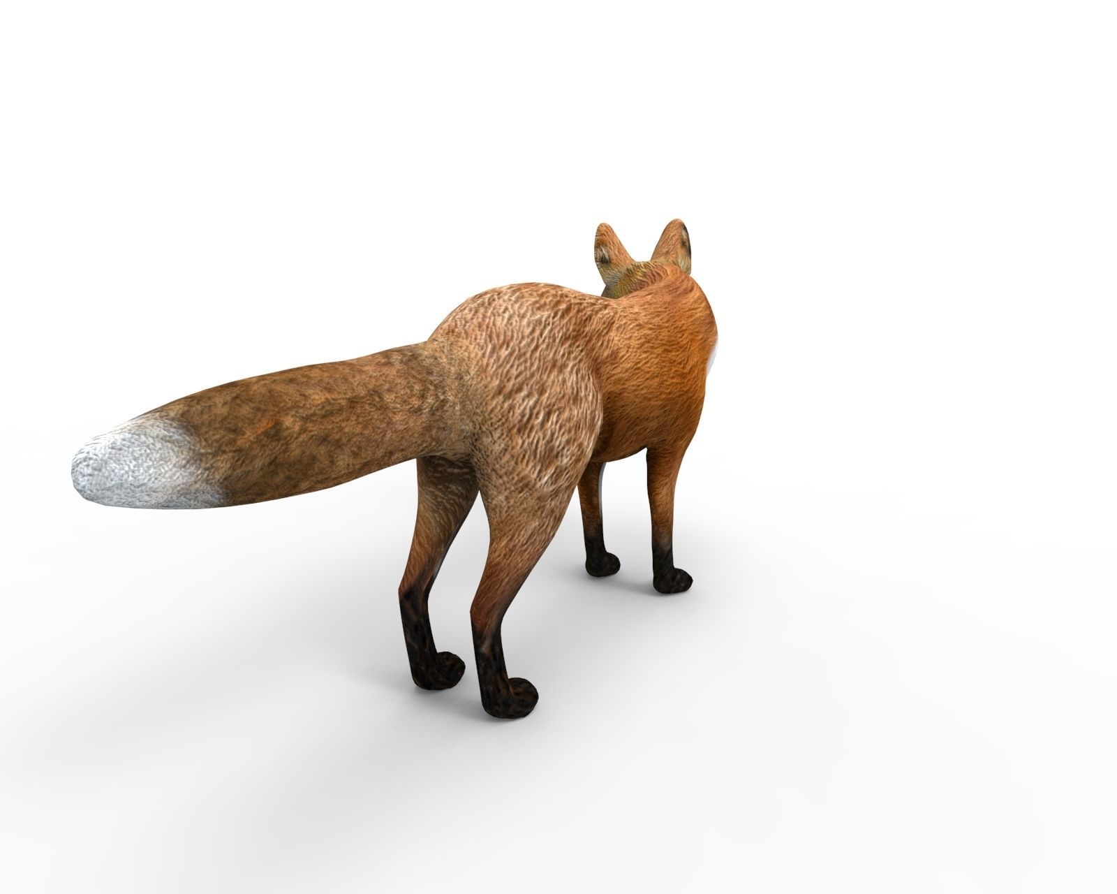 3D Fox Rigged Animated model Low-poly 3D model_2