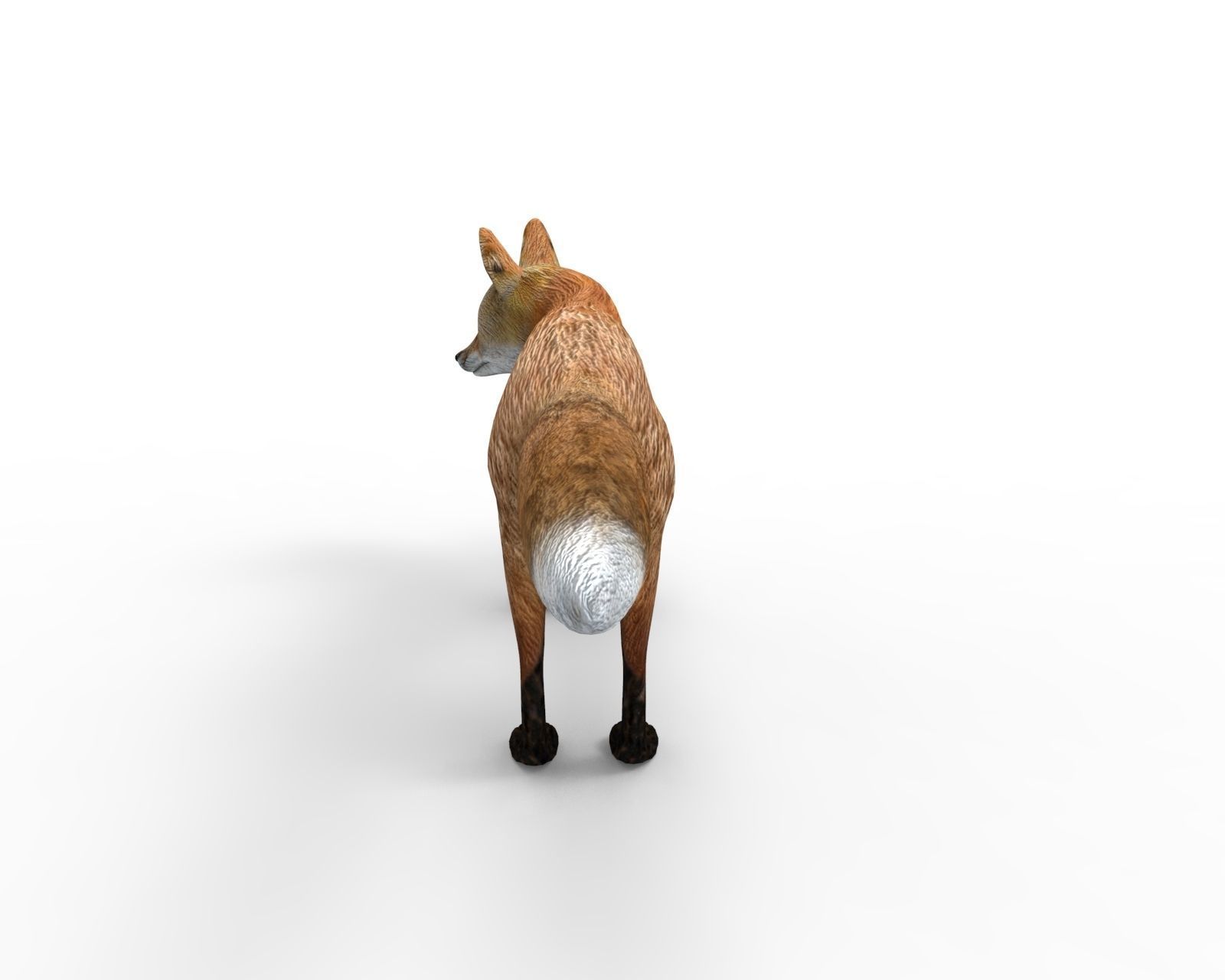 3D Fox Rigged Animated model Low-poly 3D model_7