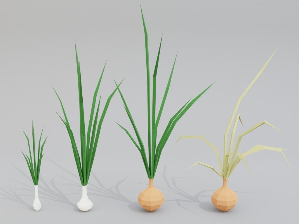 Low poly onion Low-poly 3D model_4