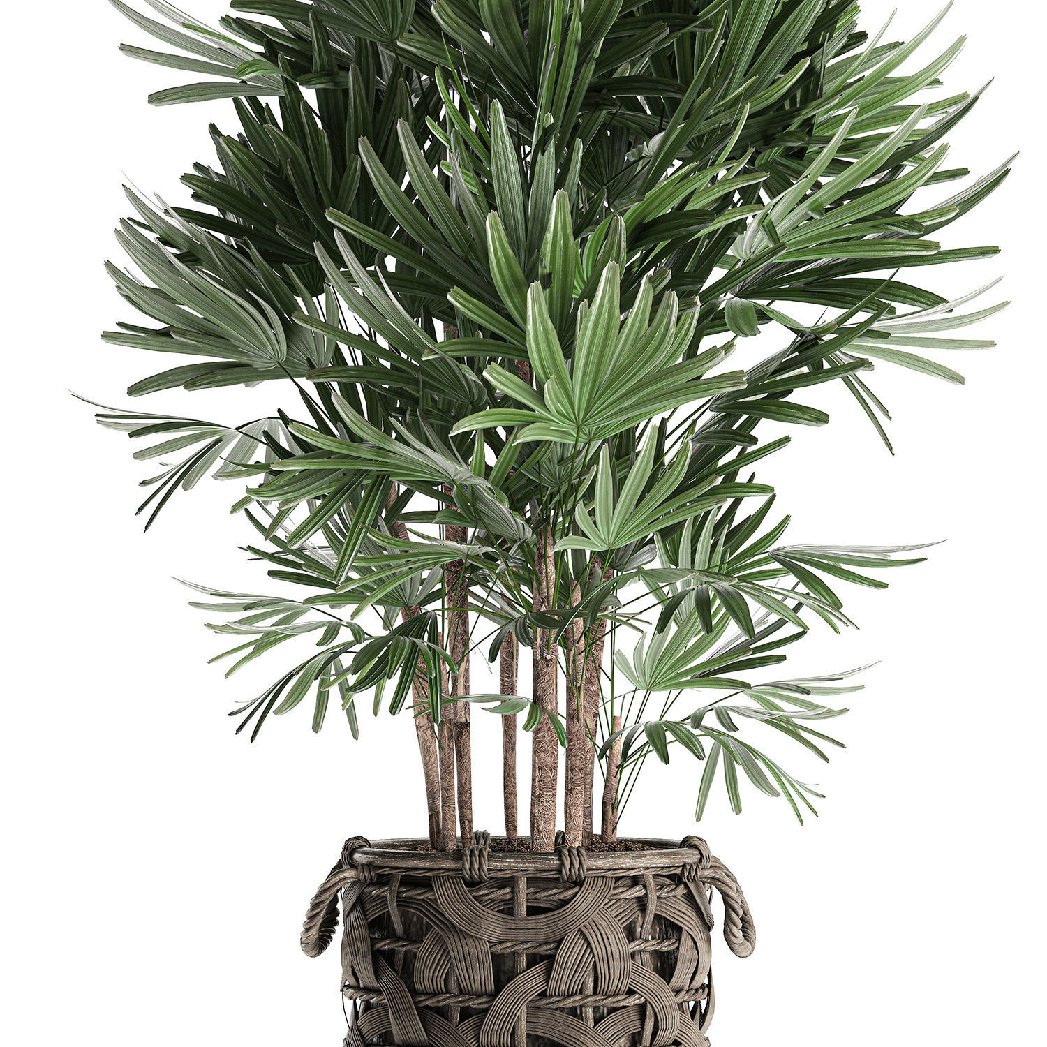 Palm tree Rhapis for the interior in basket 665 3D model_4