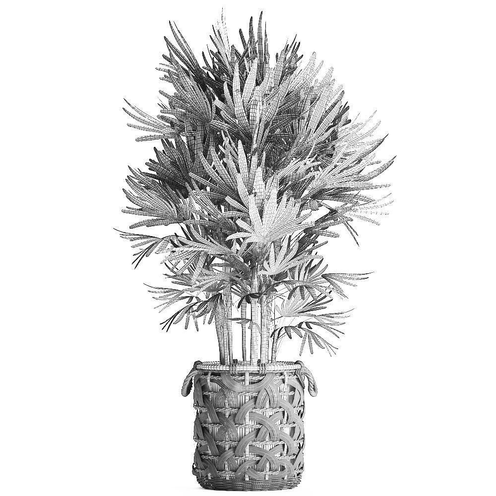 Palm tree Rhapis for the interior in basket 665 3D model_7