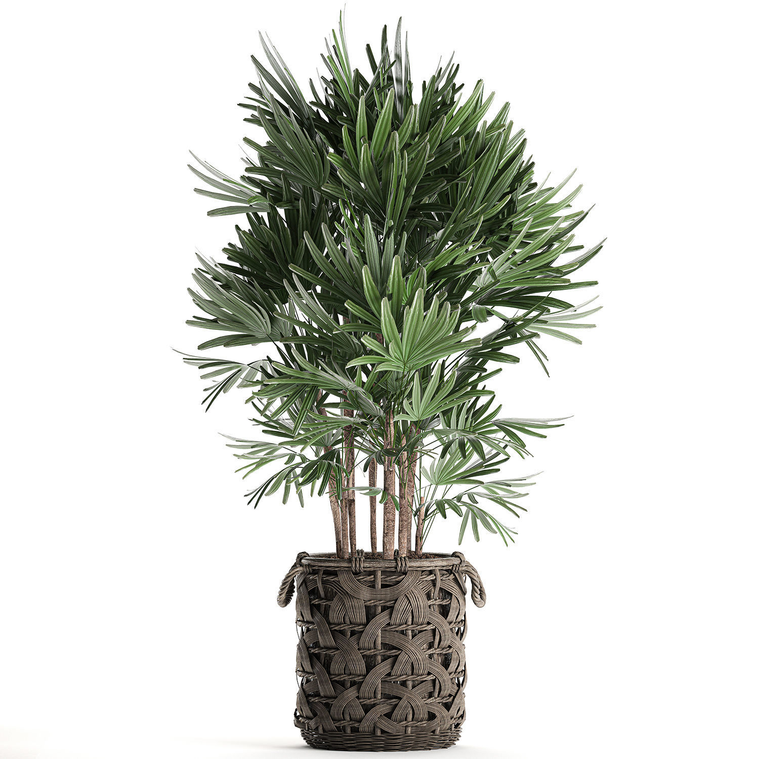 Palm tree Rhapis for the interior in basket 665 3D model_1