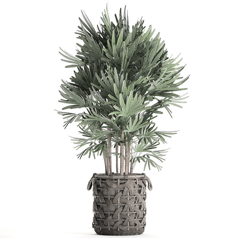 Palm tree Rhapis for the interior in basket 665 3D model_6