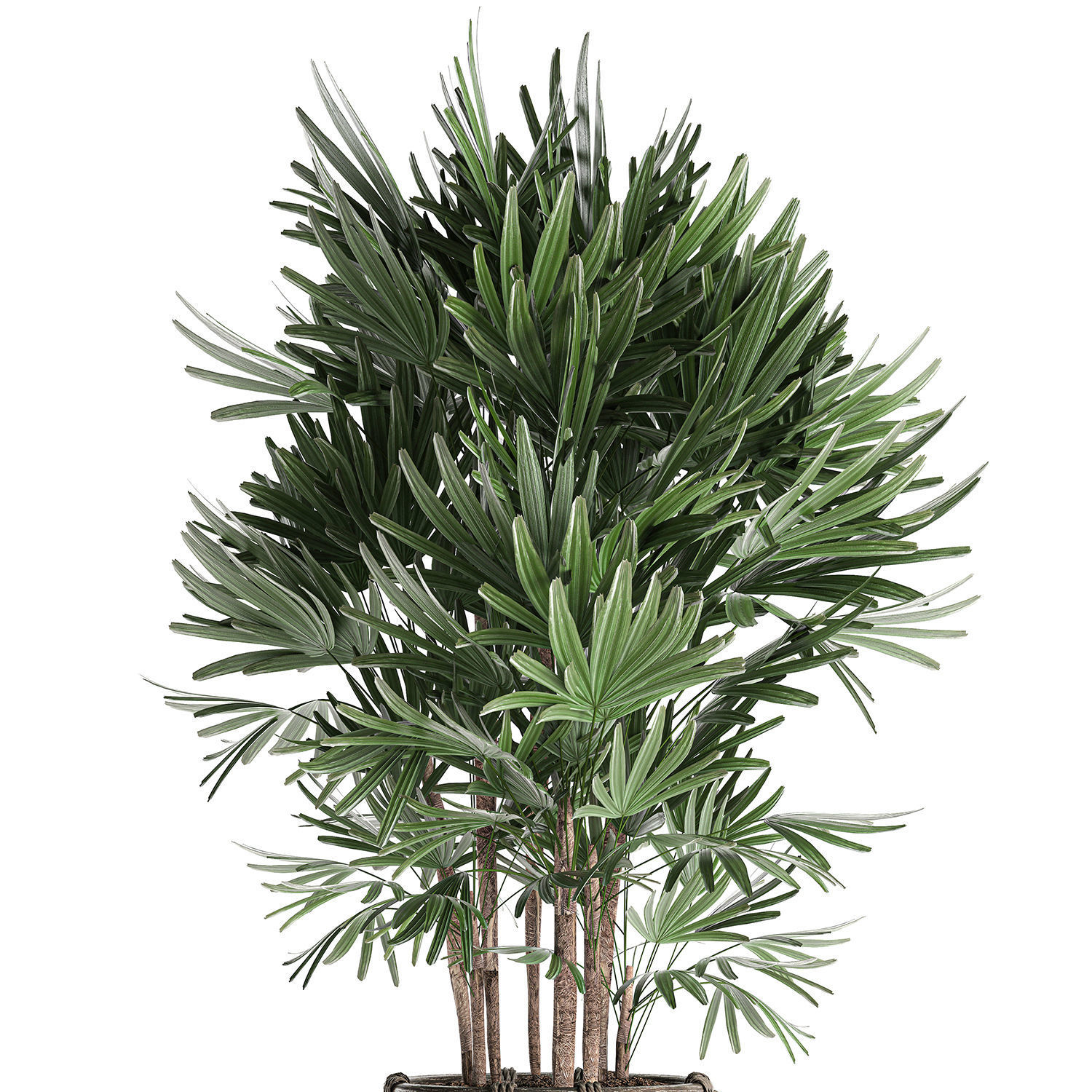 Palm tree Rhapis for the interior in basket 665 3D model_3