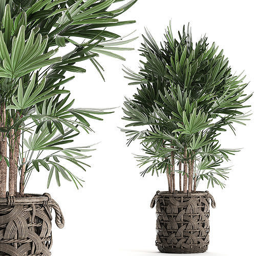 Palm tree Rhapis for the interior in basket 665 3D model