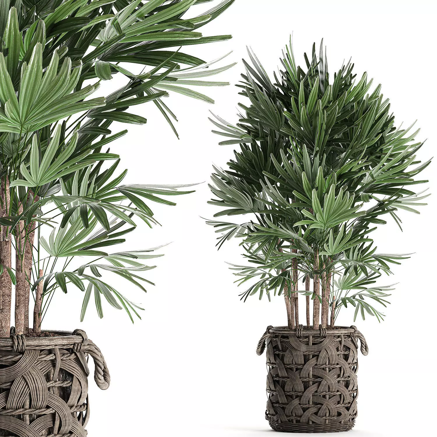Palm tree Rhapis for the interior in basket 665 3D model_0