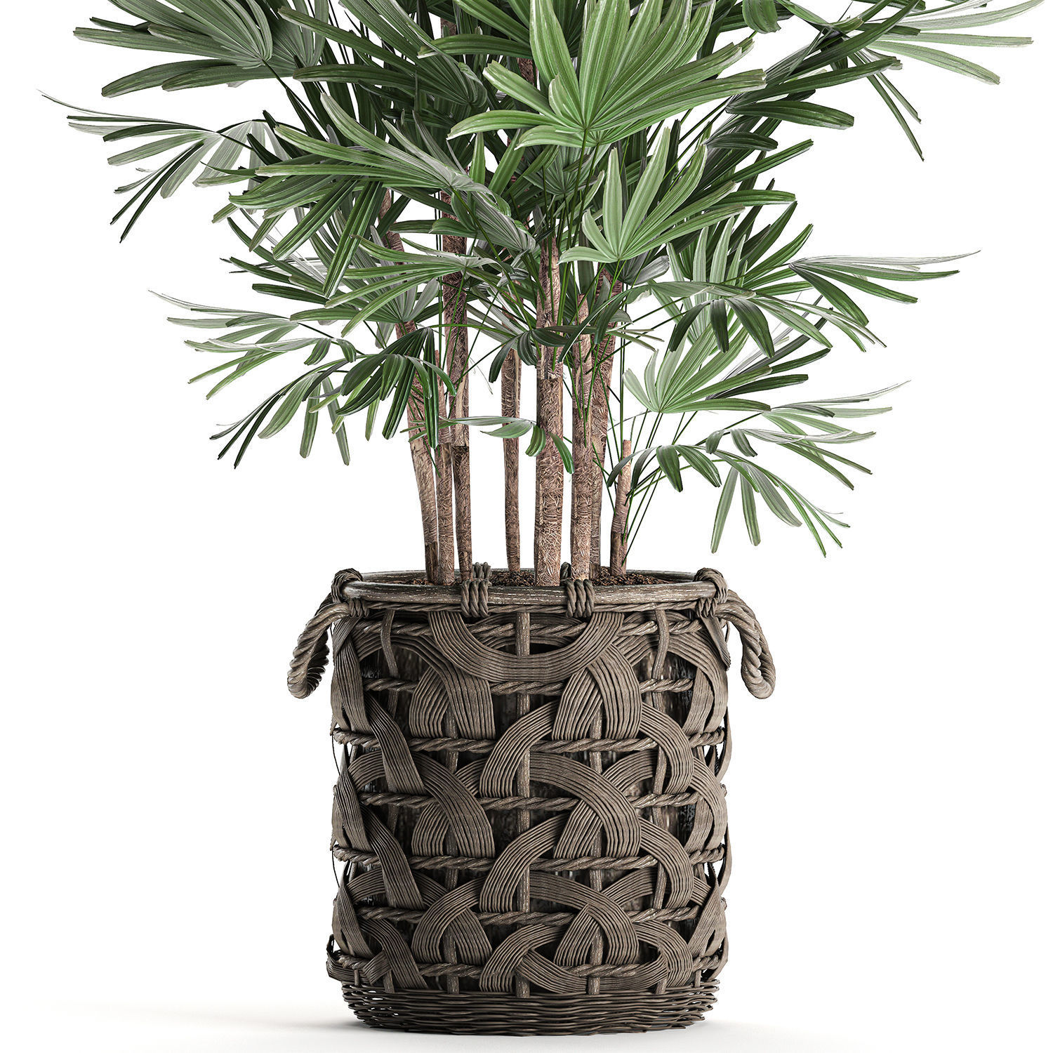 Palm tree Rhapis for the interior in basket 665 3D model_2