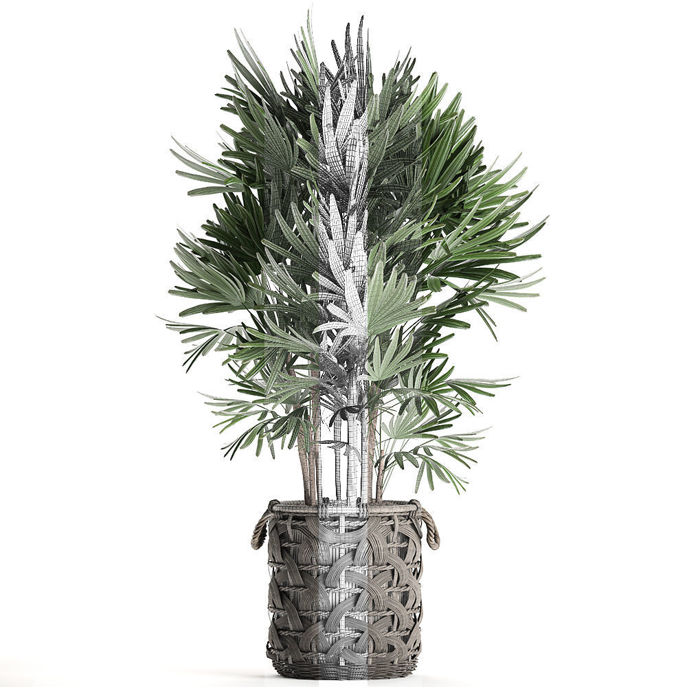Palm tree Rhapis for the interior in basket 665 3D model_5