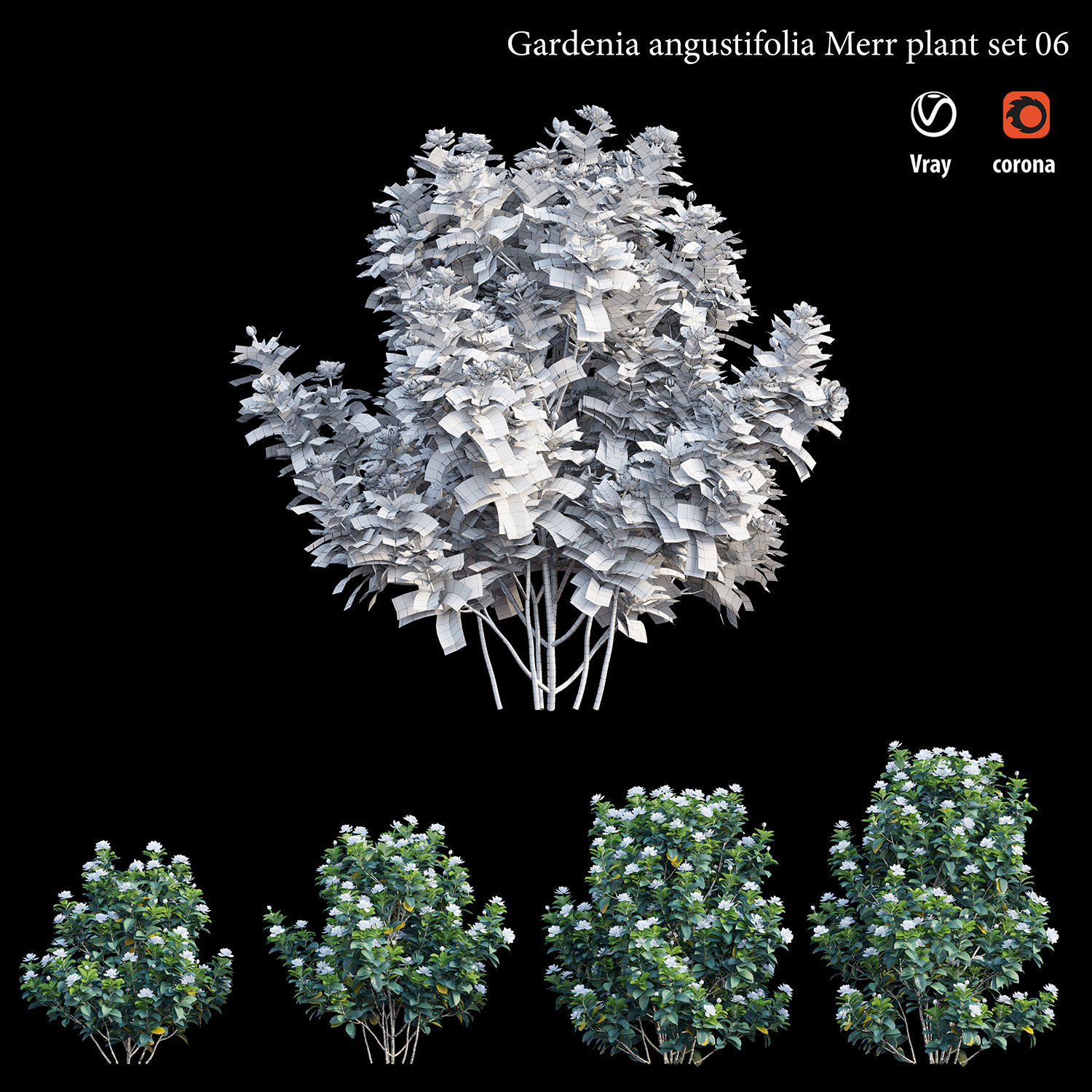Gardenia angustifolia merr Plant set 06 3D model_3