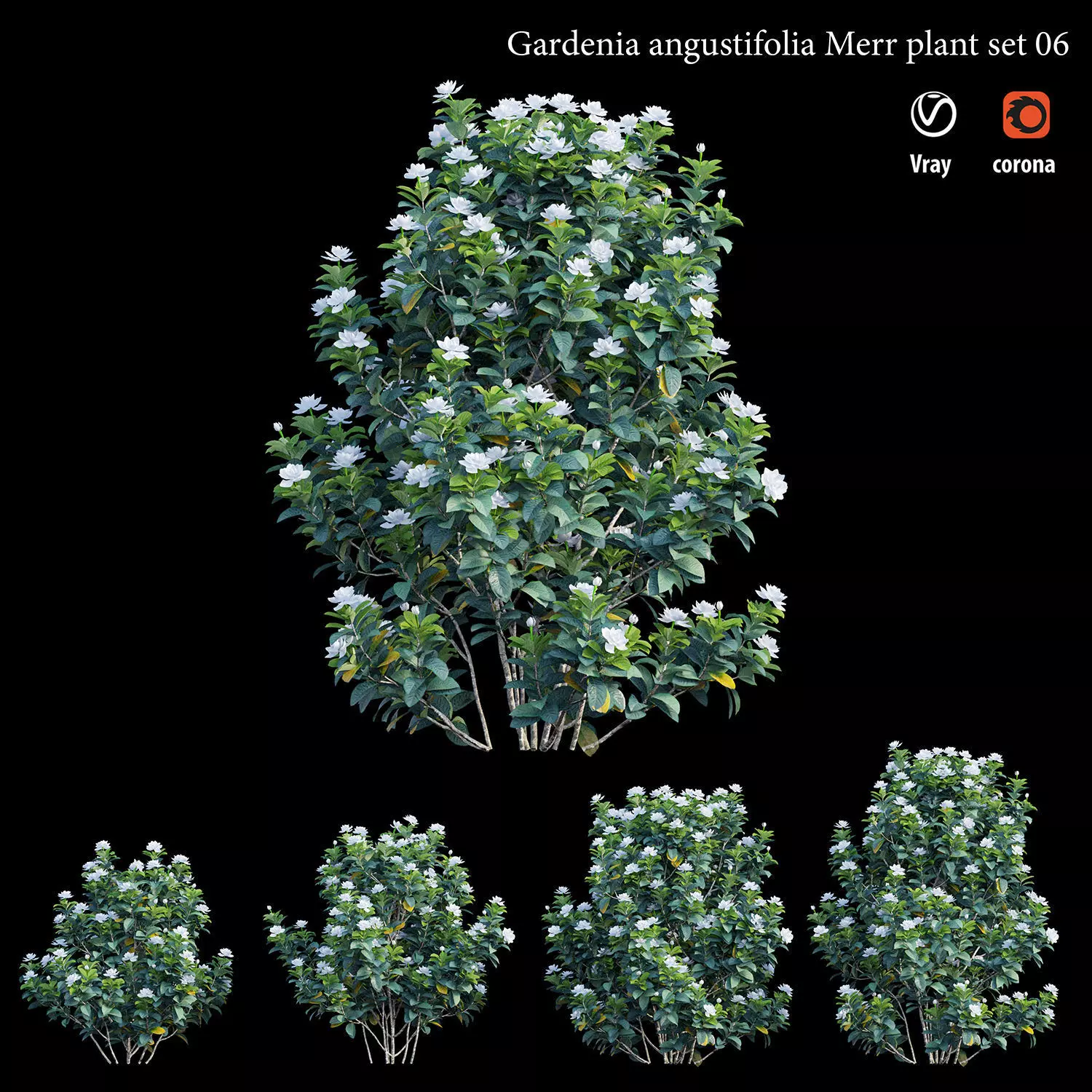 Gardenia angustifolia merr Plant set 06 3D model_0
