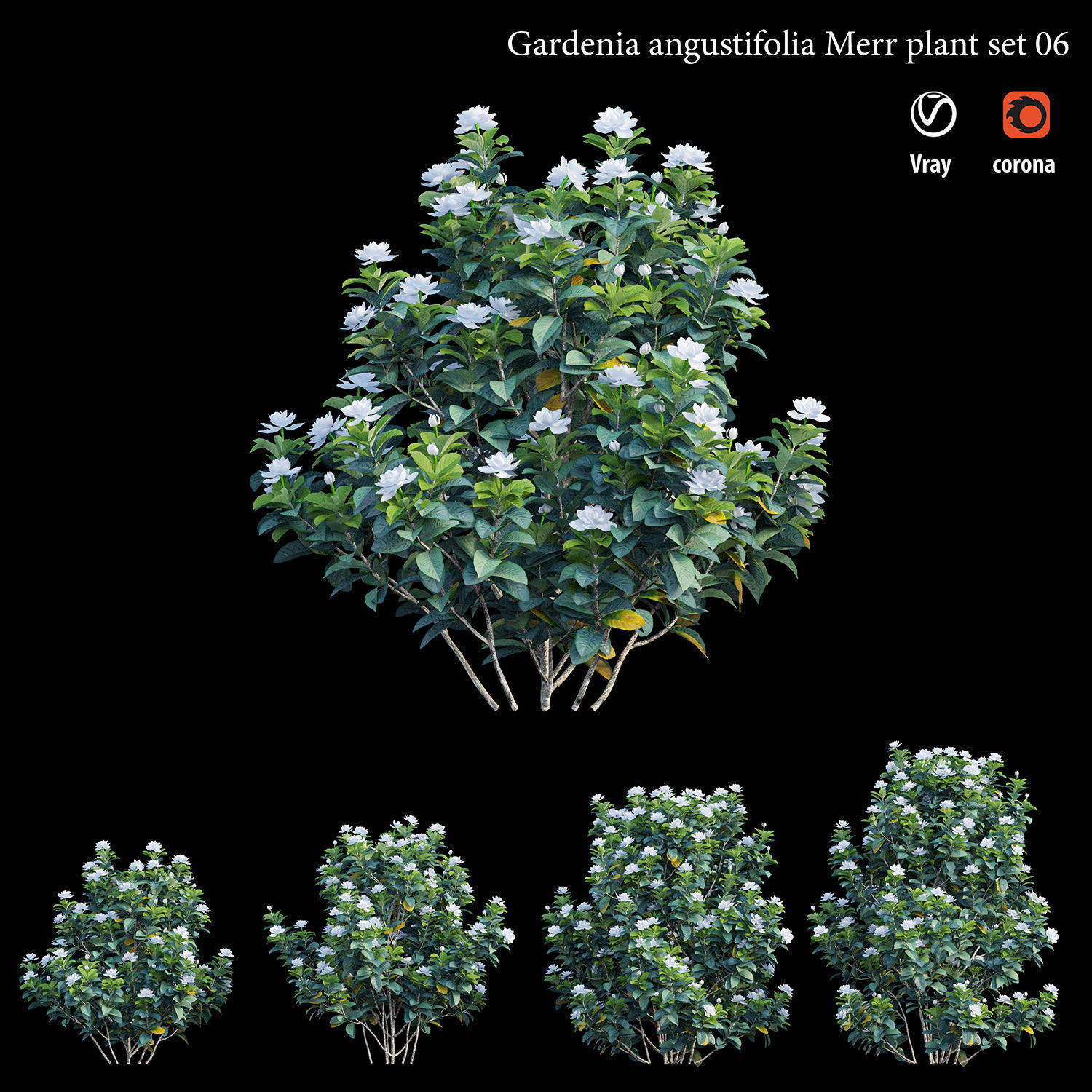 Gardenia angustifolia merr Plant set 06 3D model_4