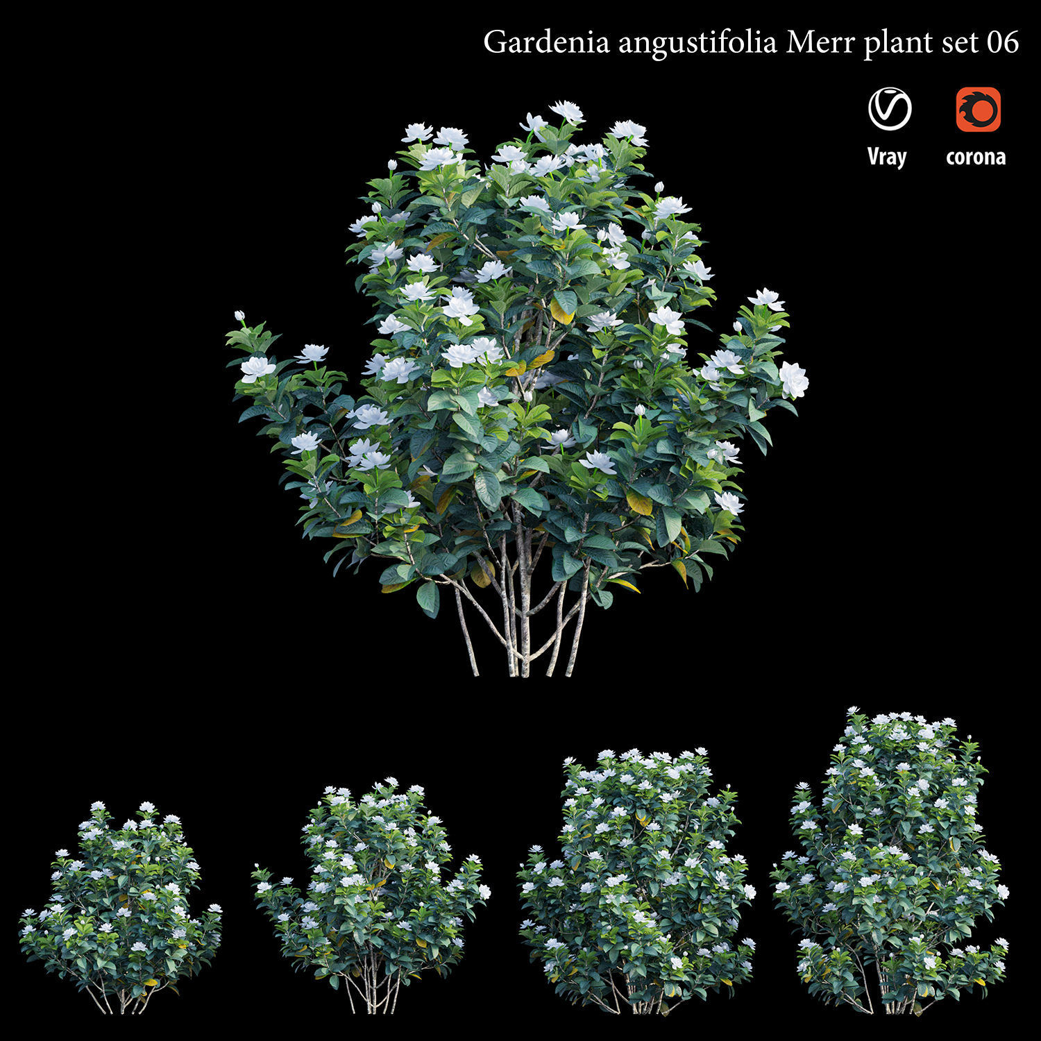 Gardenia angustifolia merr Plant set 06 3D model_2