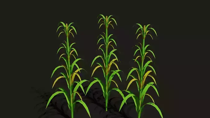 Corn plant