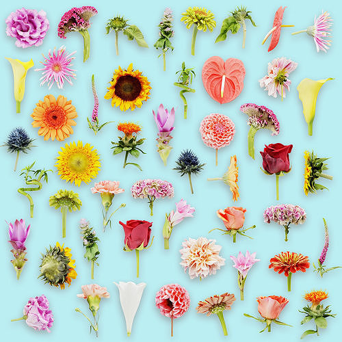 25 Flower Collection Low-poly 3D model