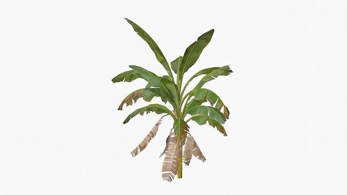 Banana Tree Free low-poly 3D model