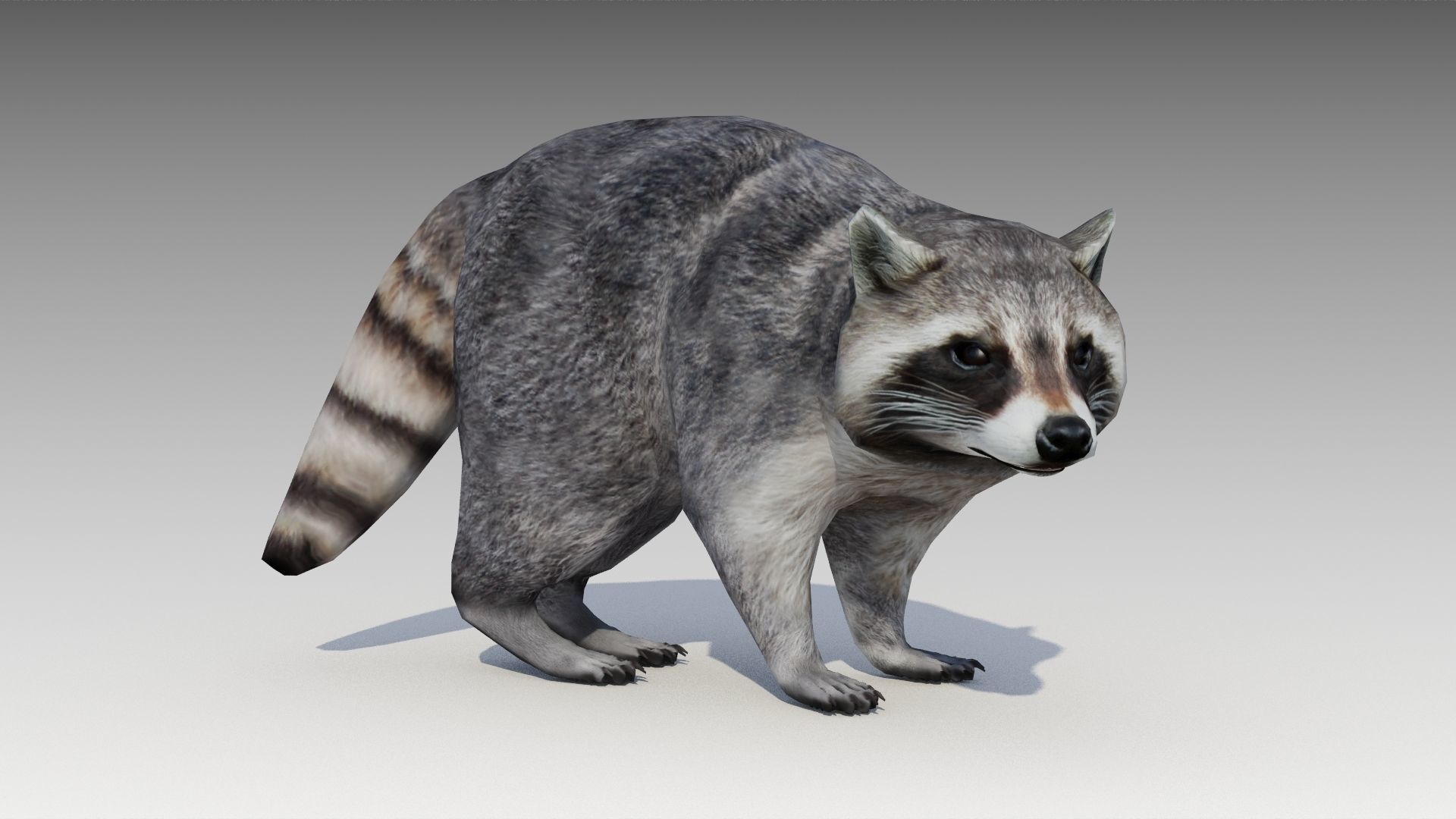 Raccoon Animated Low-poly 3D model_18