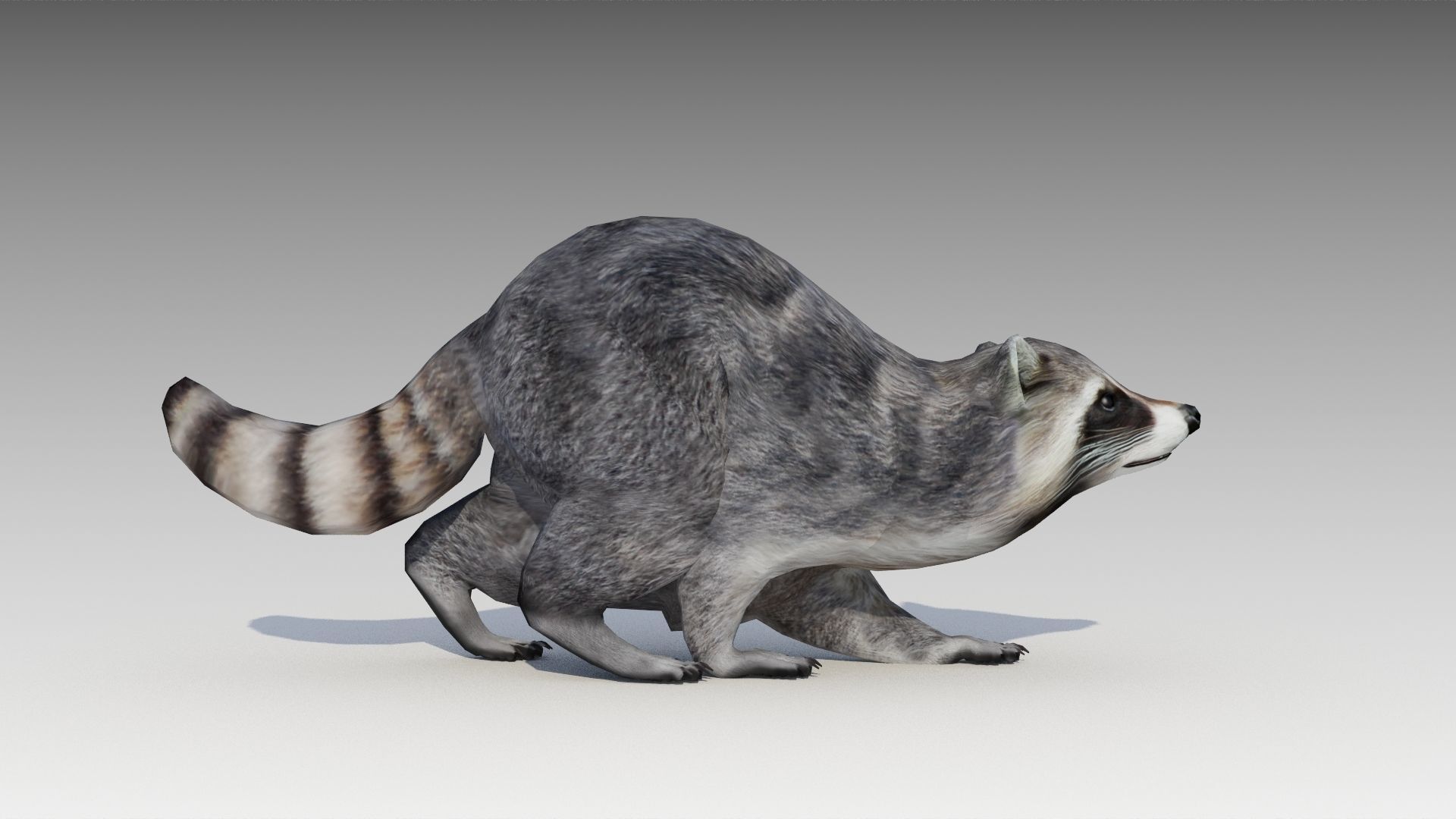 Raccoon Animated Low-poly 3D model_9
