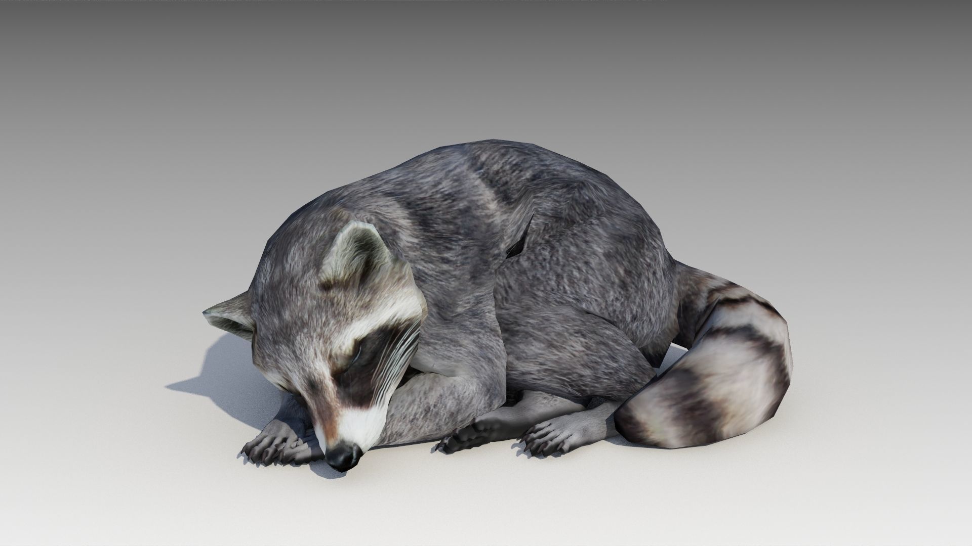 Raccoon Animated Low-poly 3D model_13