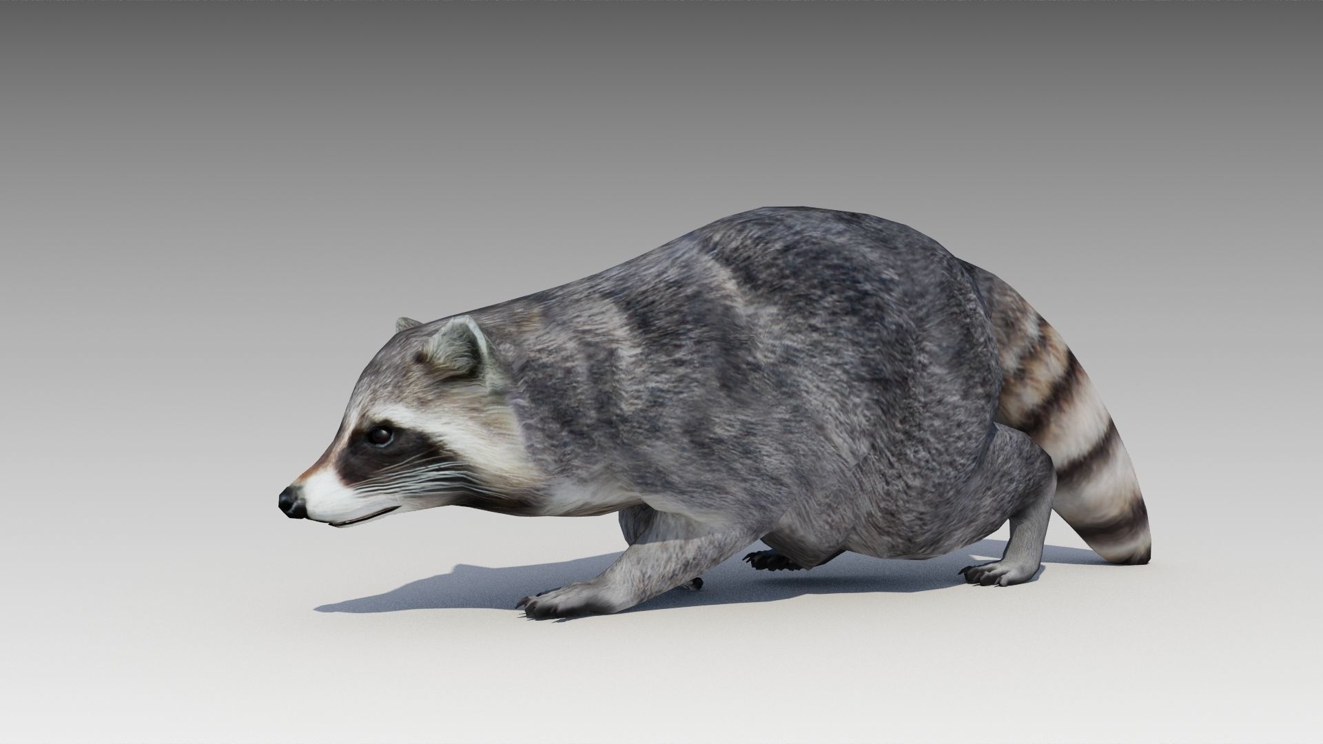 Raccoon Animated Low-poly 3D model_17