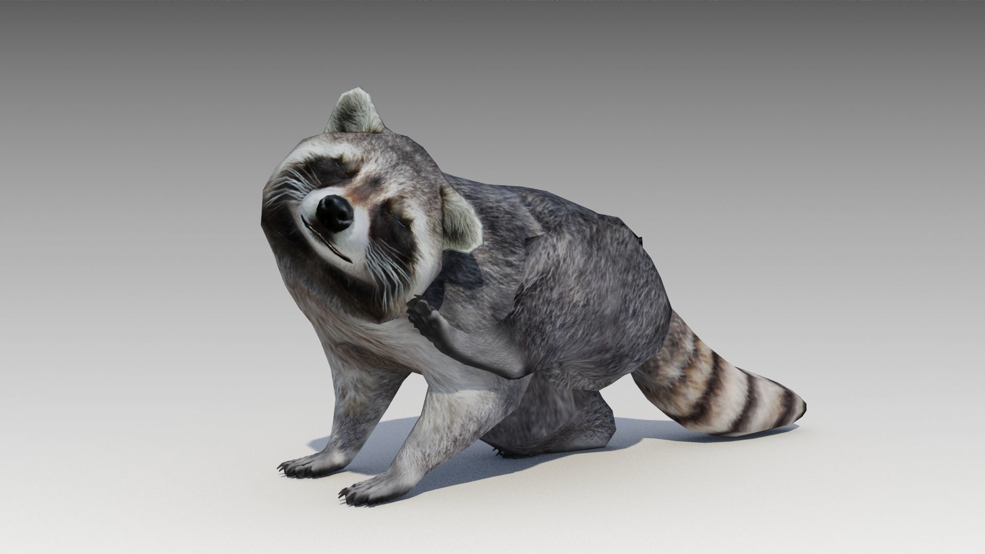 Raccoon Animated Low-poly 3D model_5