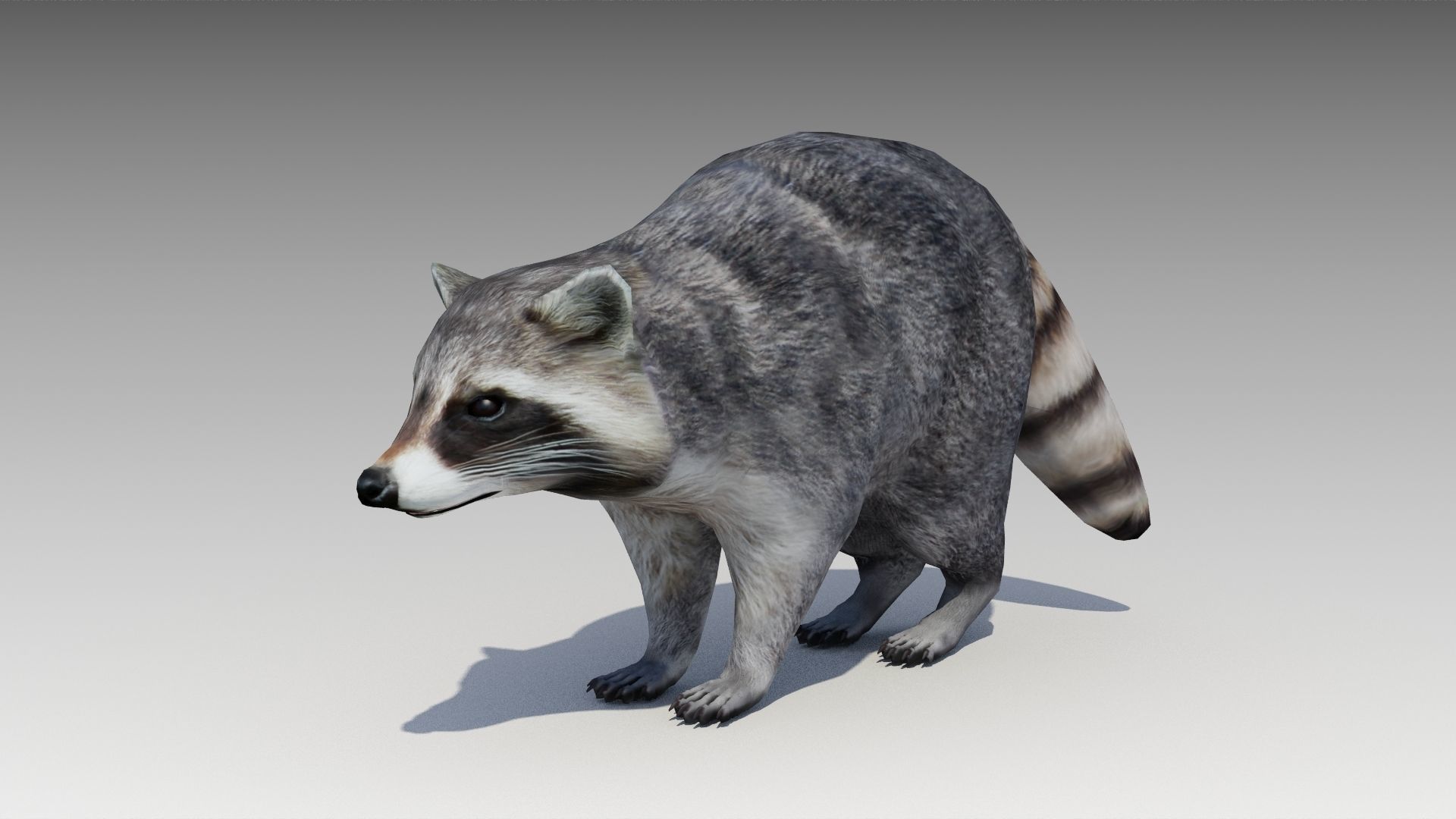 Raccoon Animated Low-poly 3D model_3