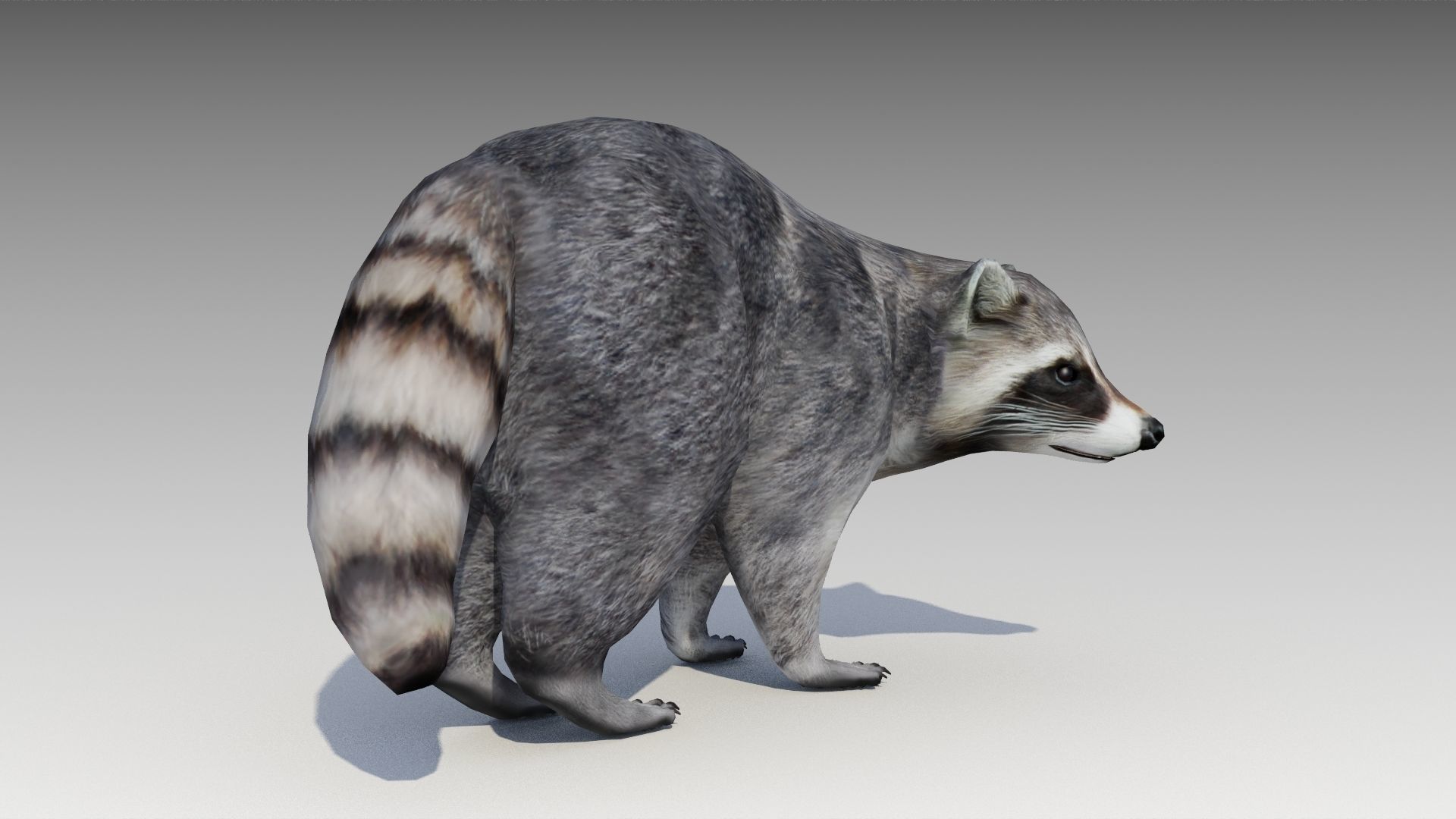Raccoon Animated Low-poly 3D model_4